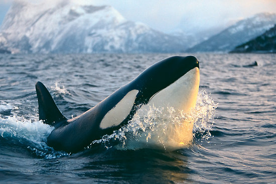 arctic-orcas-killer-whales-1